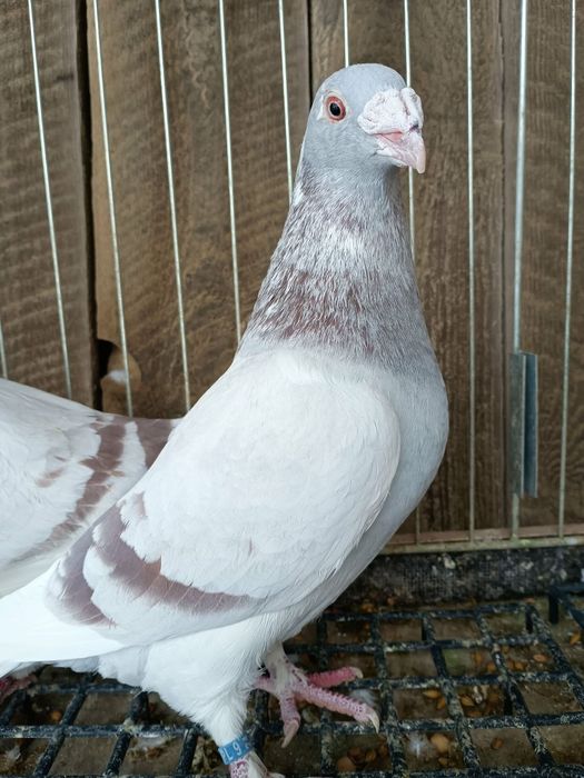 gołębie staropolskie para