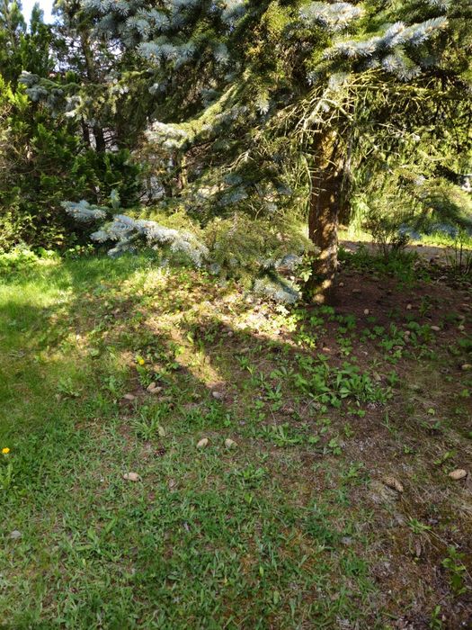 Działka ROD Złotniki 320 m2