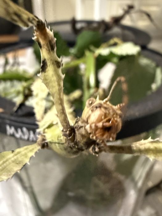 Straszyk australijski