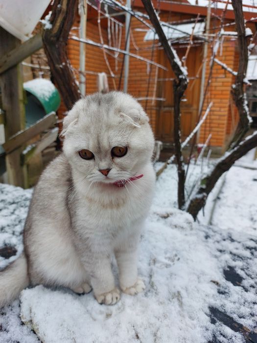 Ищем шотландского котика прямоухого для нашей принцесы