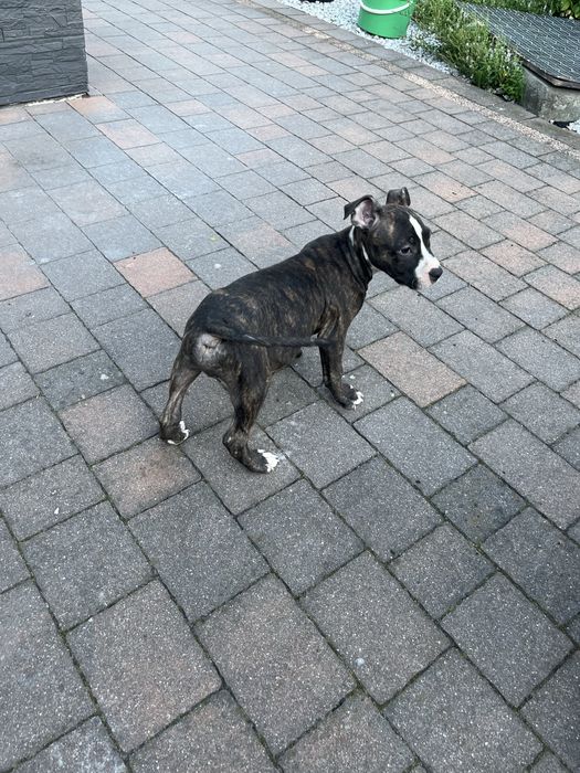 Piesek rasy Amstaff