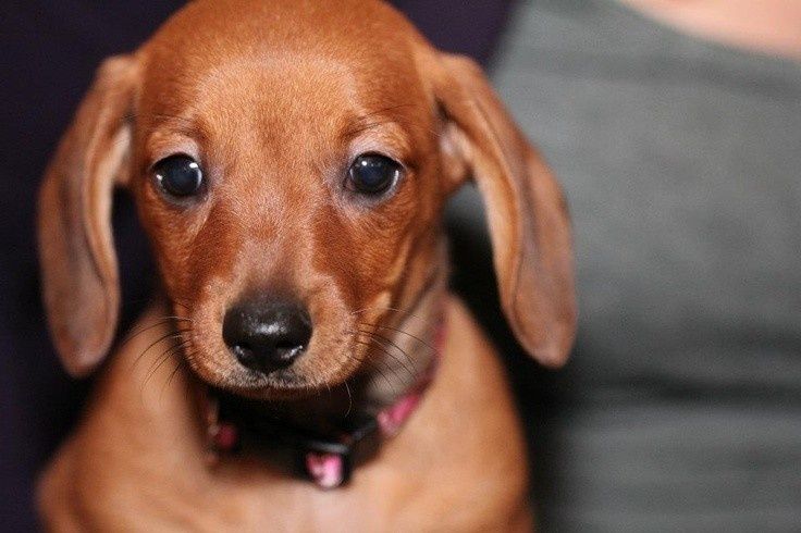 Руда такса — маленька леді зі спокійною вдачею