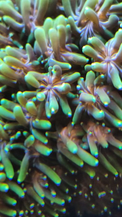 Koral LPS galaxea astreata