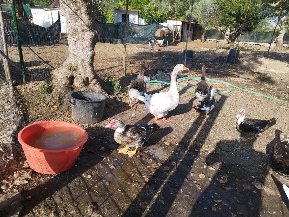 Vendo  várias raças de patos