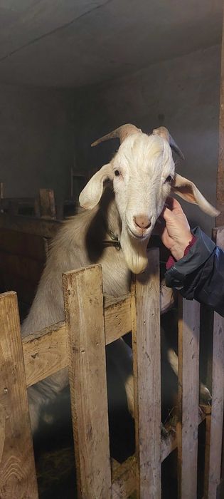 Продам цапа на плем'я, потомство вже має. З документами.