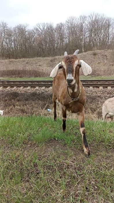 Продам коз та козинят