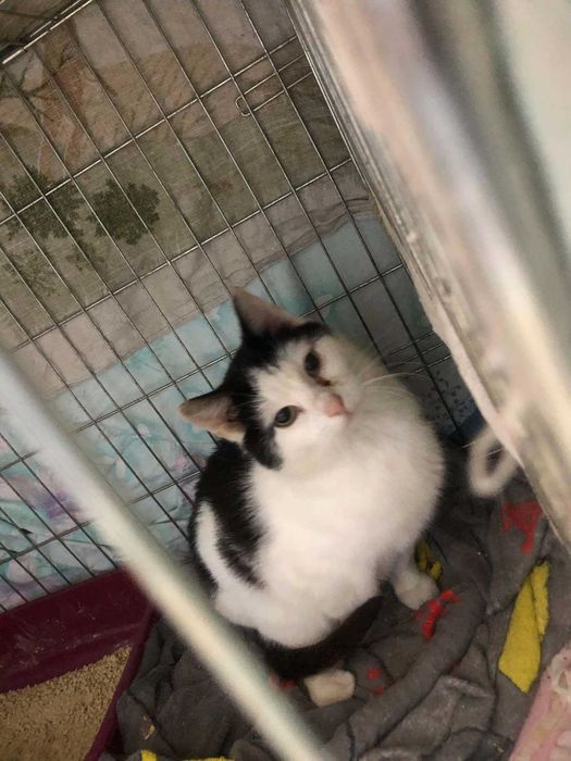 Kotka potrzebuje domu z wolierą