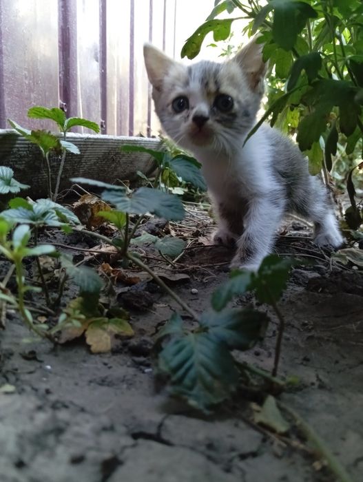 Кошеня шотландської кішки