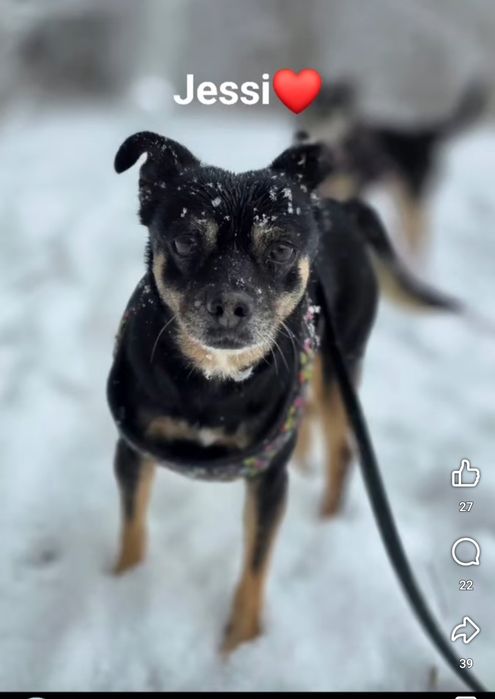 Mikro Sunia pilnie szuka domu