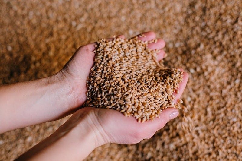 Продам пшеницю врожай 2026 року