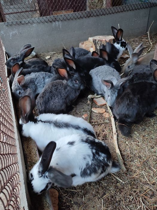Кролики и крольчата продам