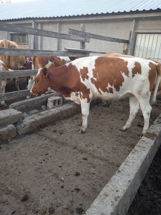 Тільні телиці телиця тільна