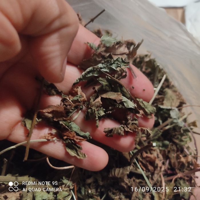 Ortelã seca ou fresca bioologica para infusão , chá de ortelã
