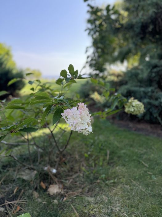 Дом по адресу ул. Михайловская (площадь 650 м²) - Atlanta.ua - фото 2