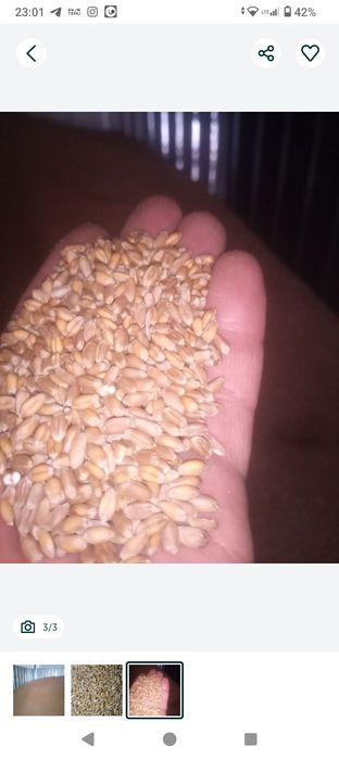 Продам пшеницю 8грн