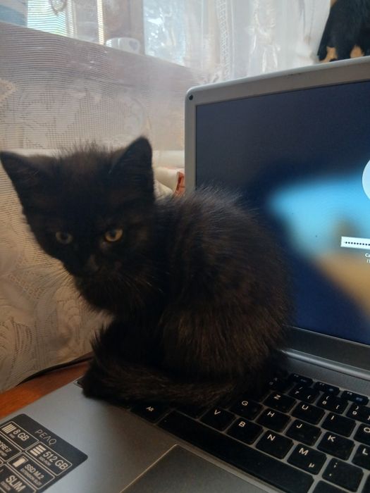 Отдам котят в хорошие руки