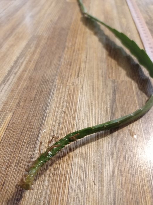 Kaktus wiszący Epiphyllum Red Tip ponad 60 cm