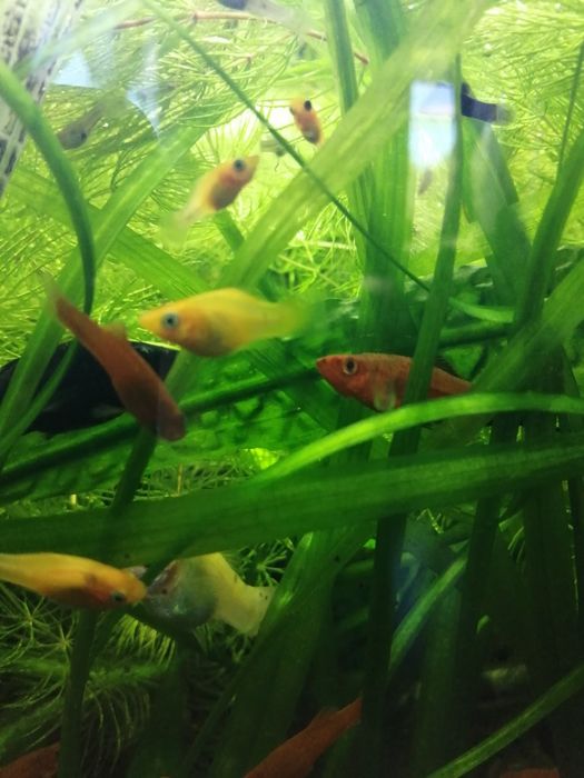 Trawka nurzaniec gruby