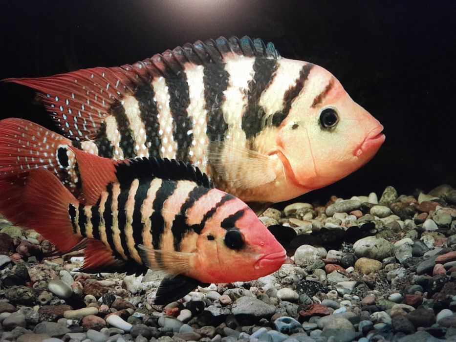 pielegnica festae super ryba