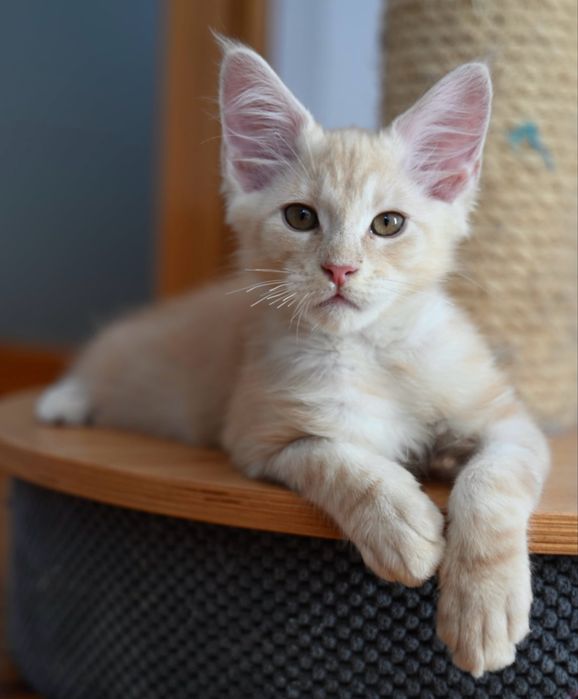 Maine coon kocur FPL opcja hodowlana