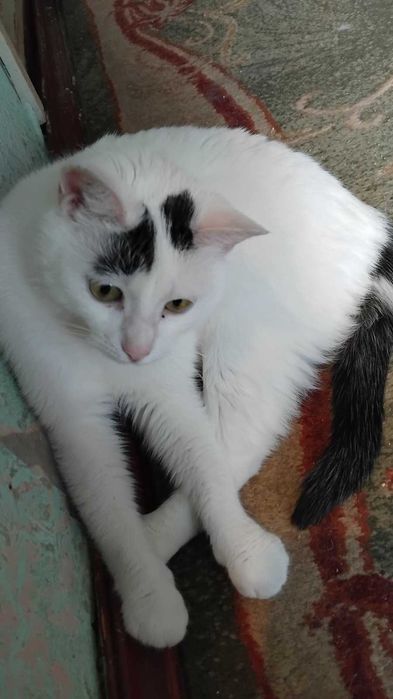 Киця кішка кошка кошечка у добрі руки