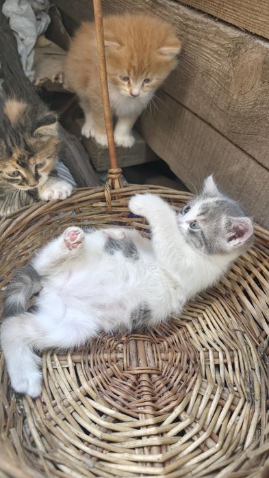 Котенята в добрі руки