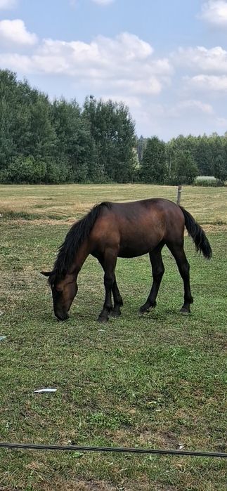Sprzedam klacz zimnokrwistą