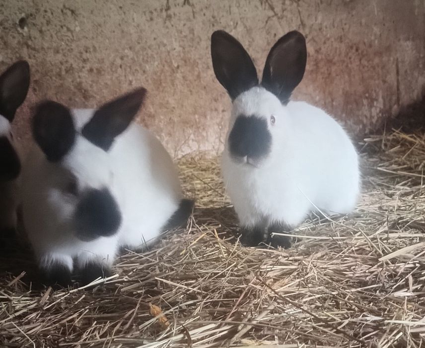 Króliki Kalifornijskie samice samce