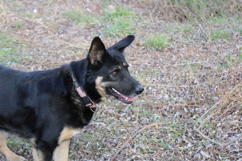 POLA- czarna suczka do adopcji