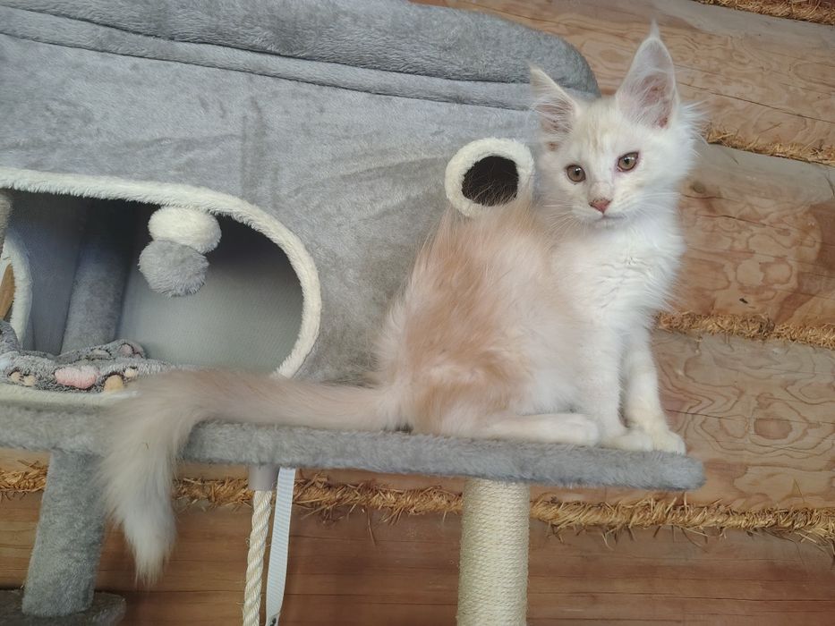 Maine coon, olbrzymi kot, kotek, kocur Maine coon