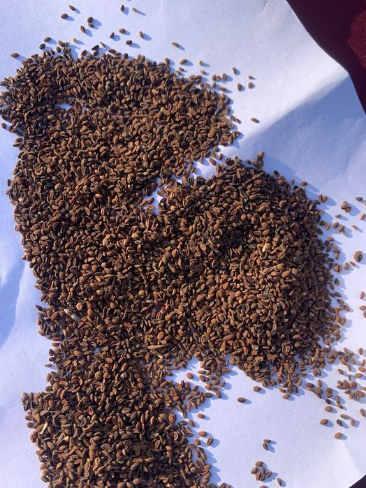 Медонос, Фацелія, фацелия