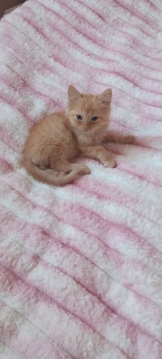Шукає дім неймовірний рудий  хлопчик