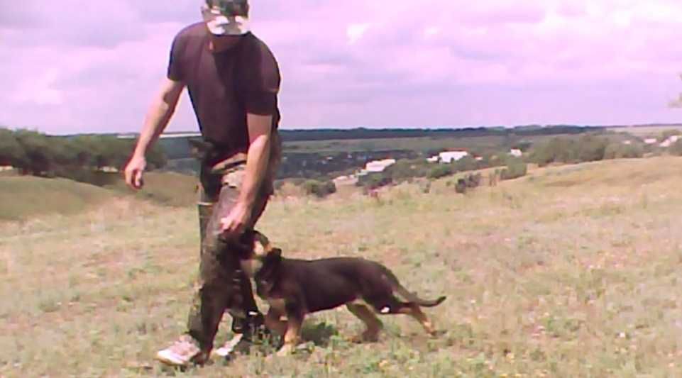 Індивідуальні  уроки  з Дресерування собак.