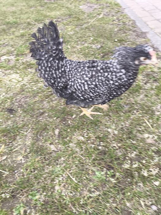 Kury green shell i dark Shell