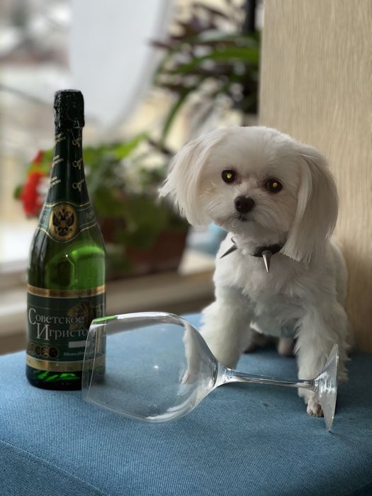 Вязка хлопчик Мальтезе