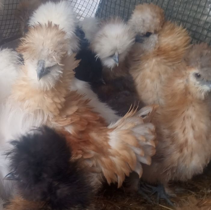 Kury  silki silka jedwabista satynowa lokowana