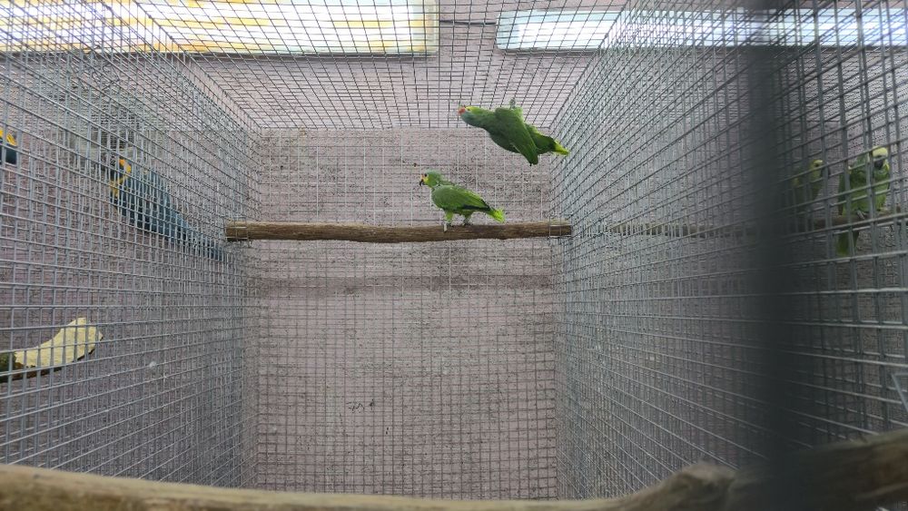 Araras, papagaios,cacatuas