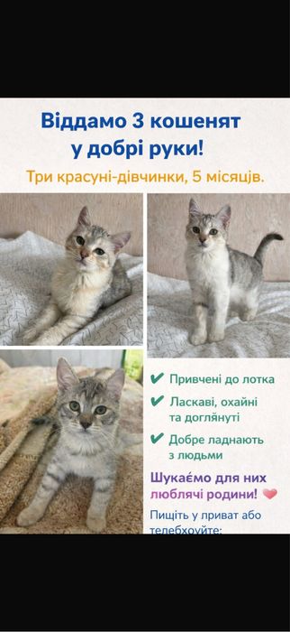 Віддам в добрі руки Львів