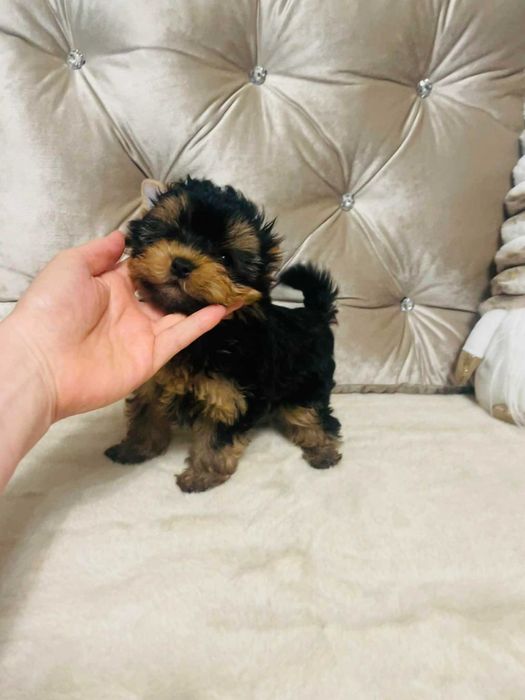 York Romek z Bajki. Cudny czarno-złoty z prawdziwym rodowodem.