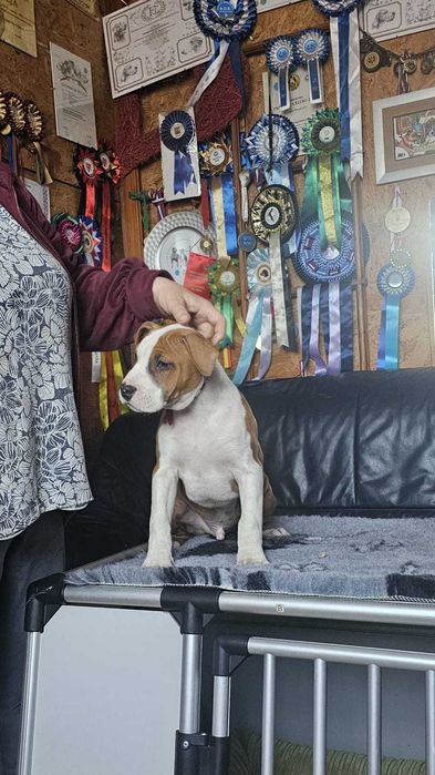 rewelacyjny Amstaff