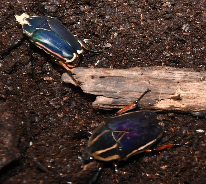 Żywe chrząszcze IMAGO Mecynorhina torquata ugandensis, PARA.MTq17