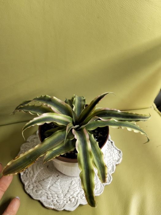 Интересные суккуленты