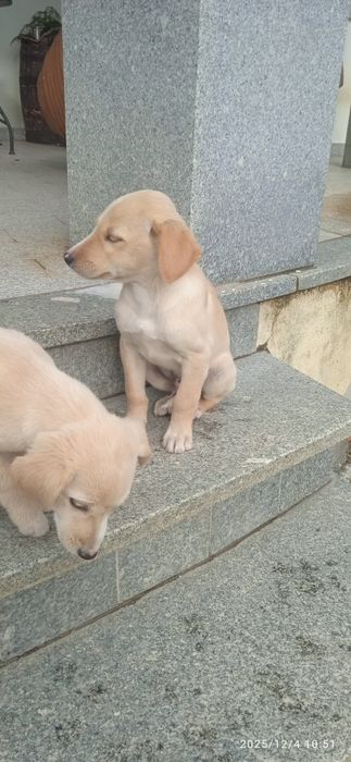 Cachorrinhos para adoção com cerca de 3 meses