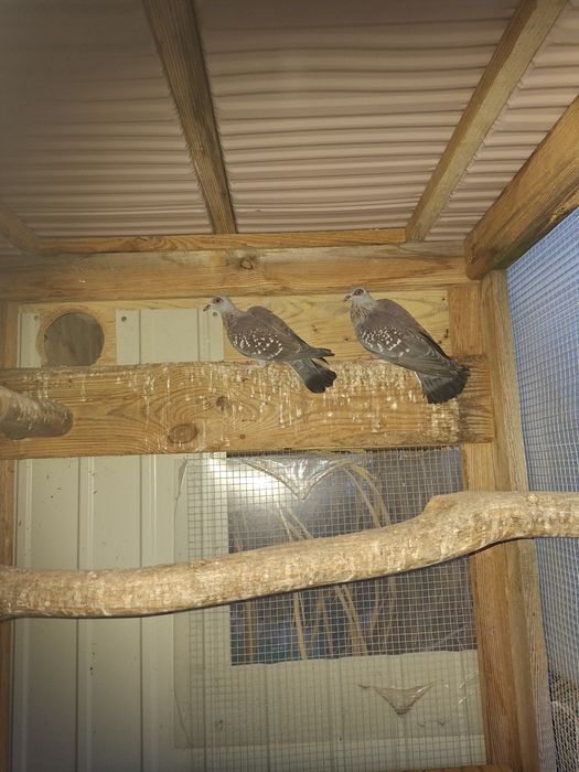 Gołębie Gwinejskie