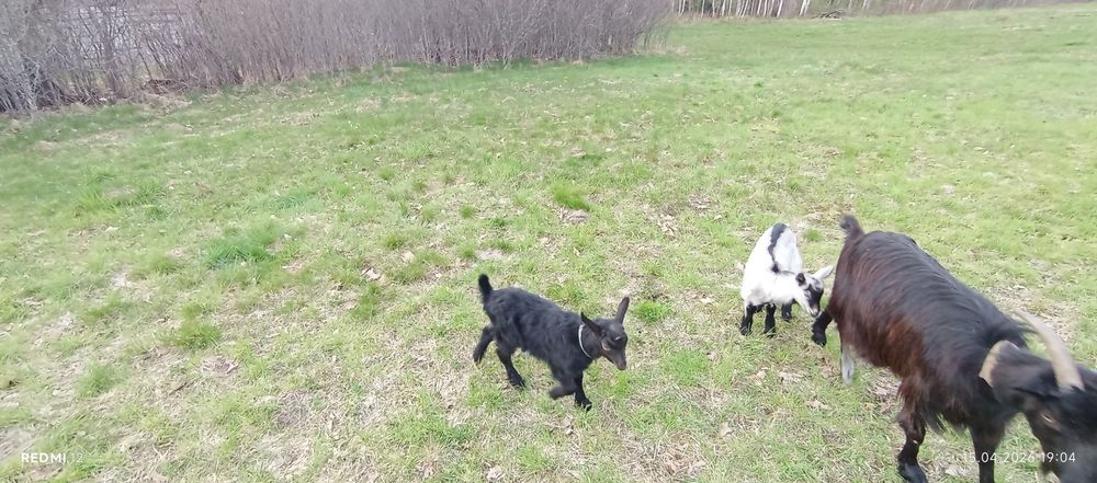 Продам 3 козки 1 козлик