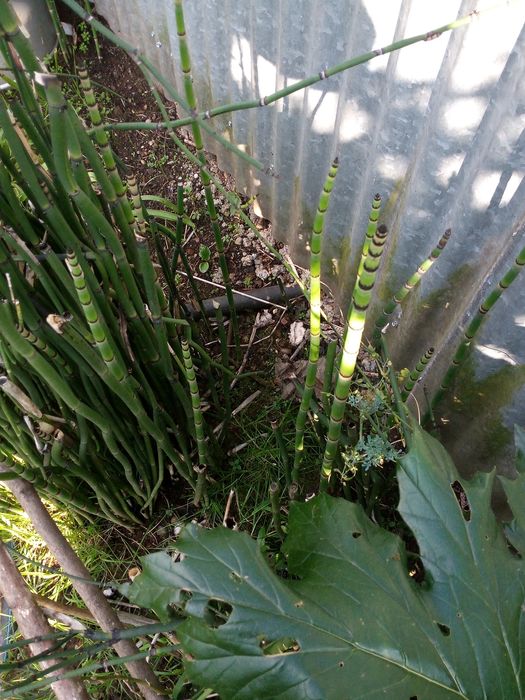 Equisetum (Cavalinha)