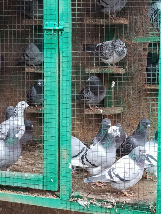 Gołębie pocztowe lotowane z kartami