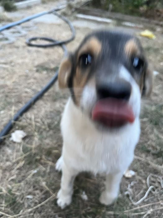 собака, цуценя дівчинка