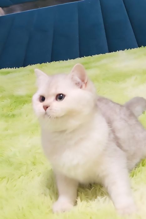 Шотландське кошеня срібна шиншила