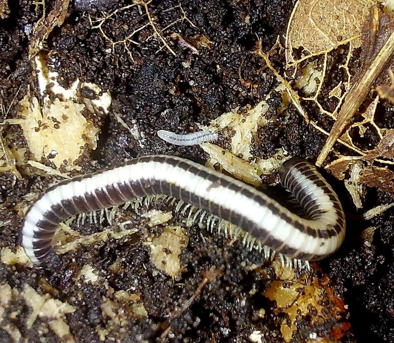 Spirobollelus sp. maui